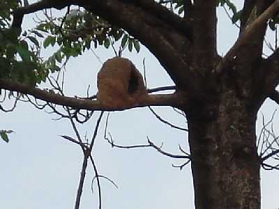 FOTO LUIZ - ARARAS - SP