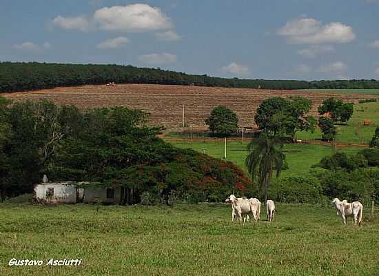 AREALVA-SP-PAISAGEM RURAL-FOTO:GUSTAVO_ASCIUTTI - AREALVA - SP