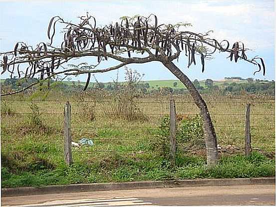 ARTEMIS-FOTO:HELIO ANTUNES DO NAS - ARTEMIS - SP