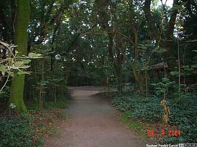 BOSQUE NA UNESP POR RAPHAEL P GARCIA - ASSIS - SP