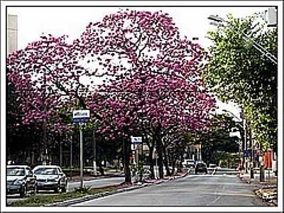 AVENIDA-FOTO:_VI_ - BARO DE GERALDO - SP