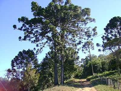 PINHEIRO ARAUCRIA FOTO BENEDITO L. CONCEIO - BARRA DO CHAPU - SP