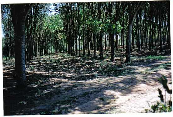 BOSQUE-FOTO:GILBERTO C R - BARRA DOURADA - SP