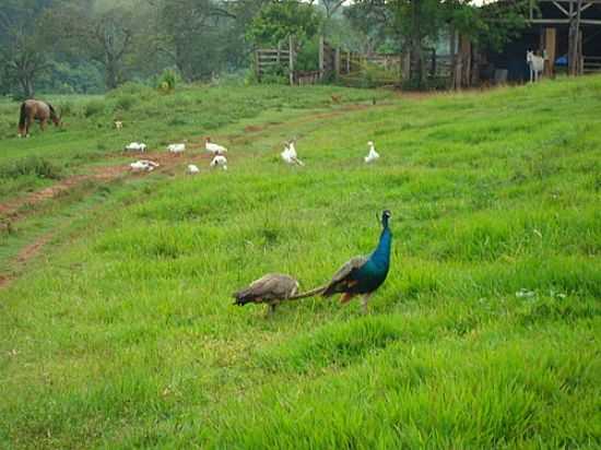 PAVO FAZENDA BACURI-FOTO:GILBERTO C R - BARRA DOURADA - SP