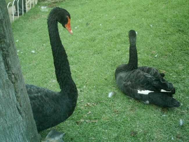 BARUERI - PARQUE MUNICIPAL DOM JOS - CISNES, POR ANTONIO CCERO DA SILVA - GUIA - BARUERI - SP