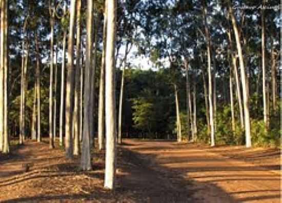 HORTO DE BAURU-FOTO:GUSTAVO_ASCIUTTI - BAURU - SP