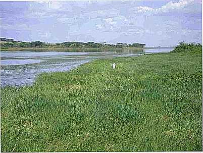 PANTANAL NO RIO TIET-FOTO:SILVIO SALES  - BELA FLORESTA - SP