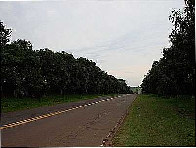 RODOVIA-FOTO: P.R.FIGUEROA  - BENTO DE ABREU - SP