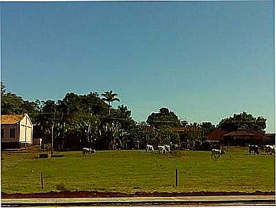 IMAGEM RURAL-FOTO:CELSO ORTOLAN  - BONFIM PAULISTA - SP