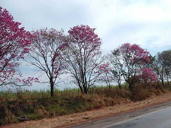 BORBOREMA-SP-IP ROXO CONTORNANDO A ESTRADA-FOTO:LUZIACRUZFRATA - BORBOREMA - SP