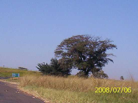 BORBOREMA-SP-PRXIMO AO TREVO DE ACESSO-FOTO:LUZIACRUZFRATA - BORBOREMA - SP