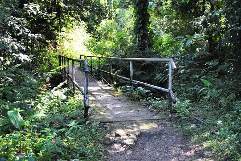 CAIBURA-SP-PONTE NA TRILHA DO PARQUE-FOTO:WWW.WEBVENTURE.COM.BR - CAIBURA - SP