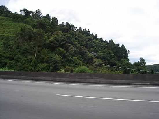 MATA ATLNTICA NA RODOVIA DOS BANDEIRANTES BR-324 EM CAJAMAR-SP-FOTO:RENATO VIANA ALBARRA - CAJAMAR - SP