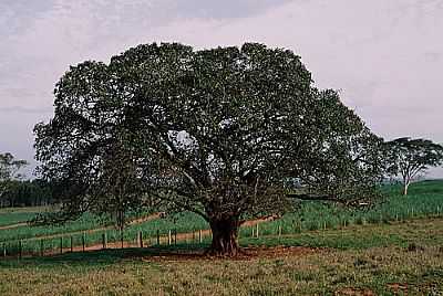 GRANDE E LINDA FIGUEIRA-FOTO:PRADO-BR2  - CAMBARATIBA - SP