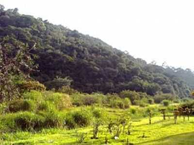 REA DE MATA ATLNTICA-FOTO:LUCIANO RIZZIERI - CAMPO LIMPO PAULISTA - SP