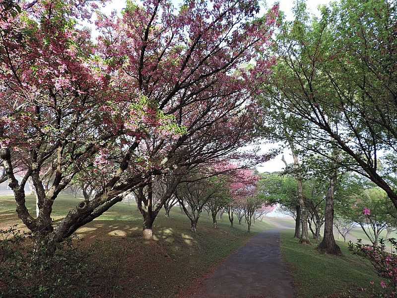 CAMPOS DO JORDO-SP-CEREJEIRAS FLORIDAS-FOTO:FERNANDO SILVRIO - CAMPOS DO JORDO - SP