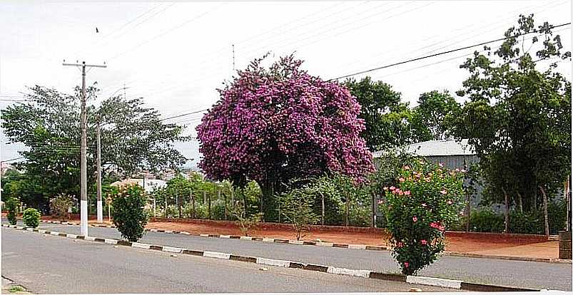 CAPO BONITO-SP-FLORES NA AV.AMAZONAS, BAIRRO BELA VISTA-FOTO:EDNEI CARVALHO - CAPO BONITO - SP