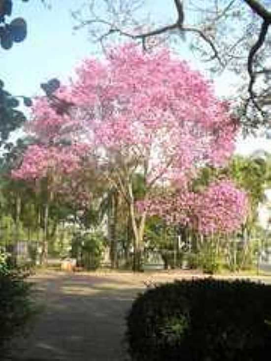 PRAA CENTRAL RODRIGUES DE ABREU EM CAPIVARI-FOTO:RUBENS DE SOUZA - CAPIVARI - SP