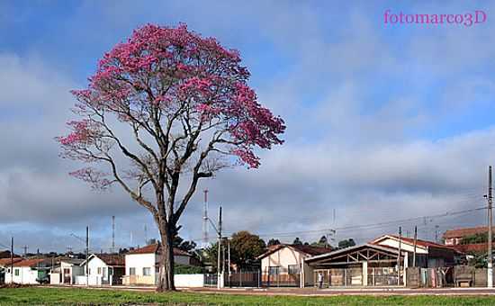 O SUNTUOSO IP ROXO EM CERQUEIRA CESAR-FOTO:FOTOMARCO3D - CERQUEIRA CSAR - SP