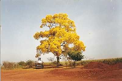 PAISAGEM-FOTO:RIVELINO S ALBERNAZ  - CRREGO RICO - SP