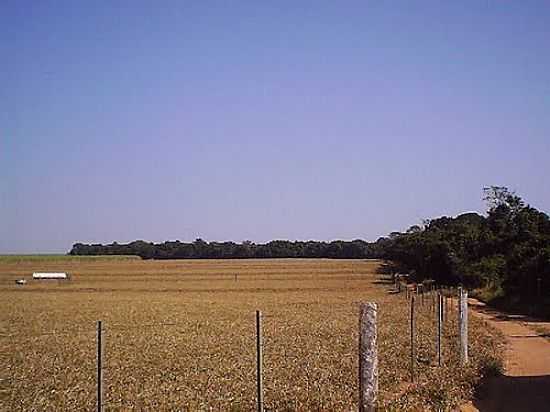 CERRADO EM CORUMBATA-FOTO:S VICK - CORUMBATA - SP