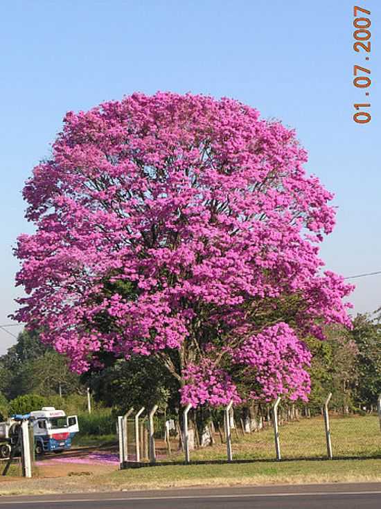 IP ROXO EM DESCALVADO-FOTO:ALCIONEU LUCCHINO - DESCALVADO - SP