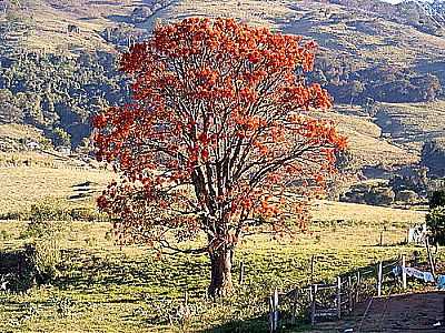 MUXOQUEIRO, CONHECIDA TAMBM POR MULUNG POR ALTAMIRO O. CRISTO - DIVINOLNDIA - SP