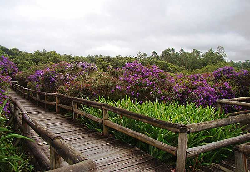 EMBU-GUAU-SP-FLORES NA PASSARELA DO PARQUE DA VRZEA-FOTO:WWW.AMBIENTE.  - EMBU-GUAU - SP