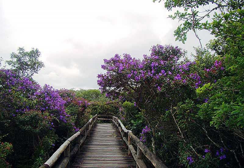 EMBU-GUAU-SP-FLORES NA PASSARELA DO PARQUE ESTADUAL DA VRZEA-FOTO:WWW.AMBIENTE. - EMBU-GUAU - SP