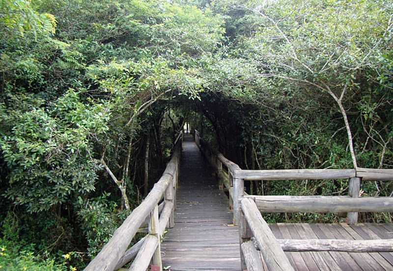 EMBU-GUAU-SP-TNEL VERDE NA PASSARELA DO PARQUE DA VRZEA-FOTO:WWW.AMBIENTE. - EMBU-GUAU - SP