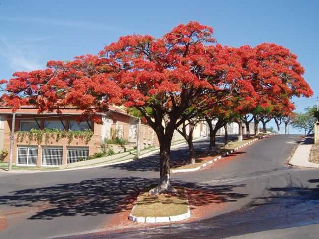 ESPIRITO SANTO DO PINHAL SP....CLAUDEMIR, POR CLAUDEMIR IVO G CASTA - ESPRITO SANTO DO PINHAL - SP