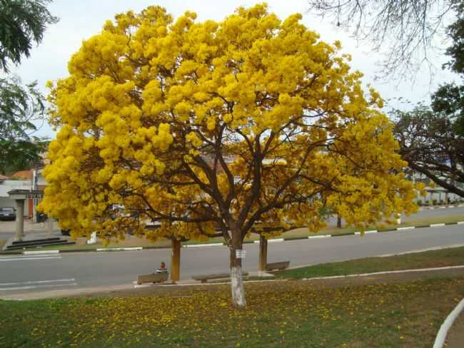 POR CLAUDEMIR IVO GUILHERME DA COSTA - ESPRITO SANTO DO PINHAL - SP