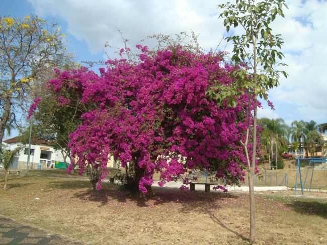 P DO DIVINO ESPIRITO 20-5-18 E.S PINHAL S.P   CLAUDEMIIR I G C, POR CLAUDEMIR IVO G COSTA - ESPRITO SANTO DO PINHAL - SP