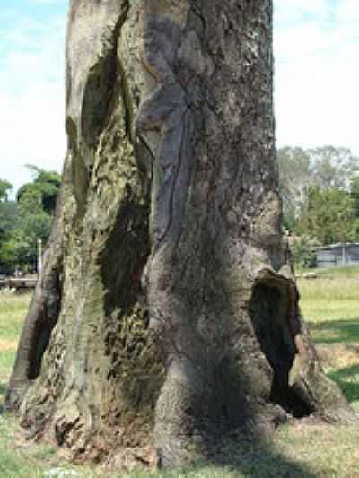 P DO JEQUITIB-TEM MAIS DE 500 ANOS-FOTO:ALESSANDRO LUS (ZAP - EUGNIO DE MELO - SP