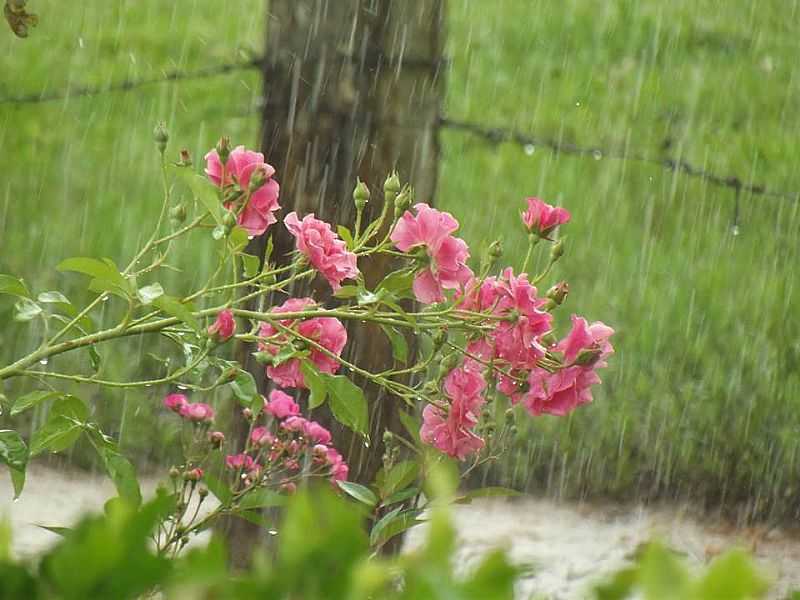 FTIMA PAULISTA-SP-FLORES NA PRAA-FOTO:EDERSON R. R. MILAN(FACEBOOK) - FTIMA PAULISTA - SP