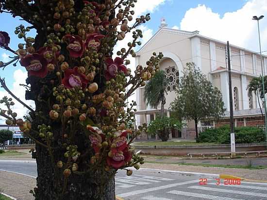FLORES EXTICAS NA PRAA-FOTO:ROSE DE MARCHI - FERNANDPOLIS - SP