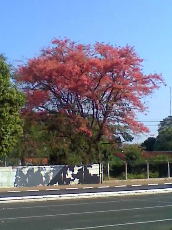 PQ FERNADO COSTA, POR LUIS ANTONIO - FRANCA - SP