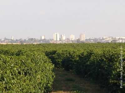 CAFEZAL, COM GARA/SP AO FUNDO., POR AGUINALDO - GARA - SP