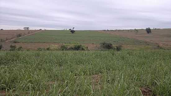 VISTA DA REGIO AGRCOLA DE GUAIANAS-SP-FOTO:AGRODOCE - GUAIANAS - SP