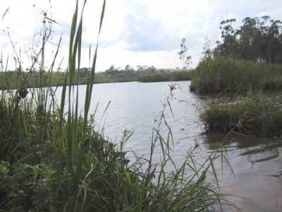 FAZENDA SUIA-GUAIMB, POR REGINA.CELIA - GUAIMB - SP