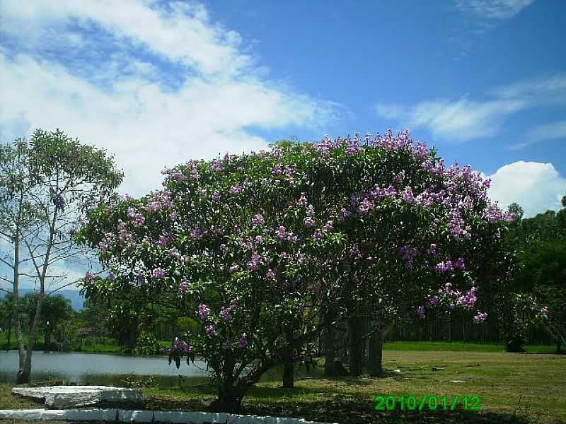 GUARATINGUET-SP-FLORES NA BEIRA DO LAGO-FOTO:LINDINHA RODRIGUES - GUARATINGUET - SP