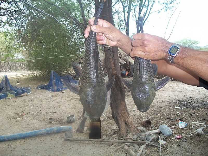 IMAGENS DA LOCALIDADE DE PIARRO - BA SENTO S - BA - PIARRO - BA