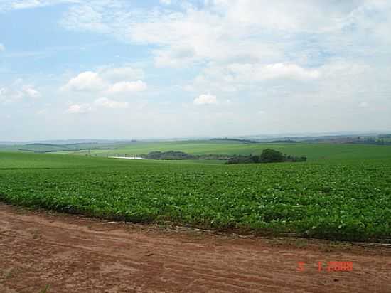 FAZENDA CERRADO DE CIMA-FOTO:BALVES14 - GUARIZINHO - SP