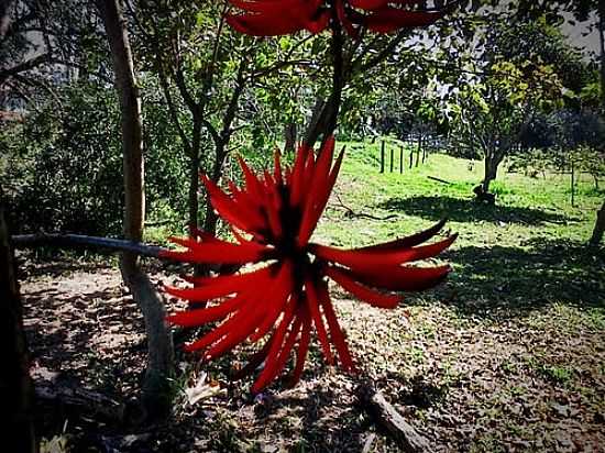 FLORES NO JARDIM AMANDA EM HORTOLNDIA-SP-FOTO:SILVA43 - HORTOLNDIA - SP