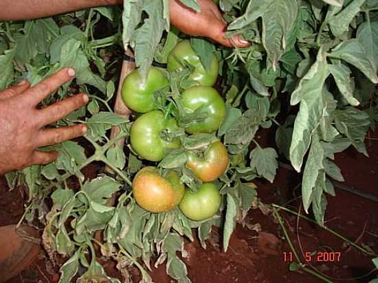 PLANTAO DE TOMATE EM HORTOLNDIA-SP-FOTO:MARCOS TOMATE - HORTOLNDIA - SP