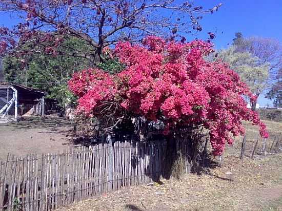 IBIR-SP-LINDA PRIMAVERA EM REA RURAL-FOTO:MARIS STELLA WOZ - IBIR - SP