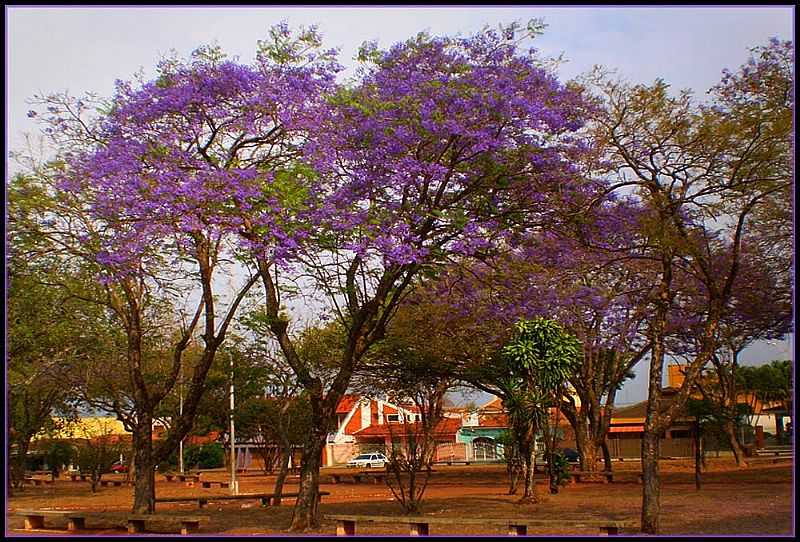 IBITINGA-SP-JACARAND NA PRAA JOO ABRO-FOTO:BUI-IBITINGA - IBITINGA - SP