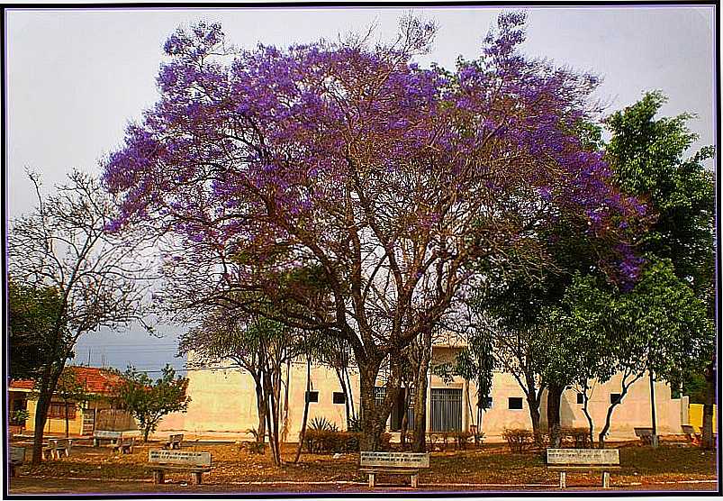 IBITINGA-SP-JACARAND NA PRAA ROQUE RAINERI-FOTO:BUI-IBITINGA - IBITINGA - SP