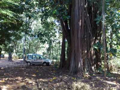 ARVORE GIGANTE NO ORTO FLORESTAL., POR DILELU - ICM - SP