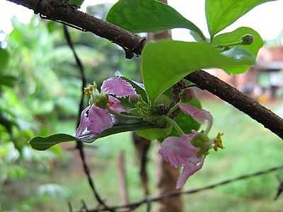 FLOR DA ACEROLA POR MARCOS DAVID - ICM - SP